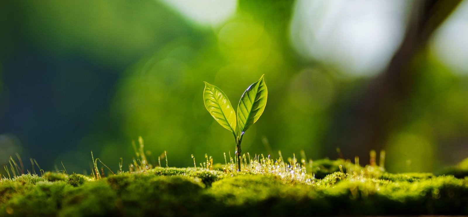 What Does Spiritual Growth in the Bible Actually Look Like? 5 Marks of a Maturing Disciple